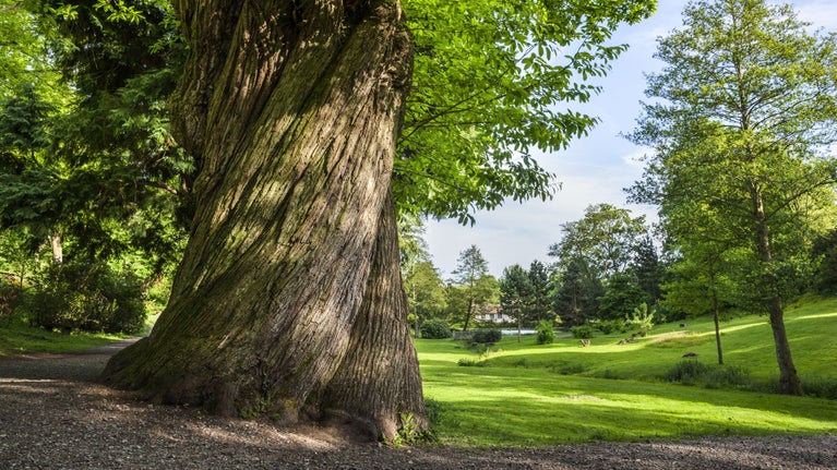 Chestnut tree with the house in the distance at Ightham Mote, Kent